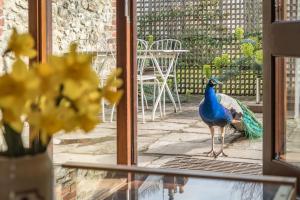 a peacock standing in front of a window at The Garlic Farm in Sandown