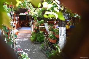 un magasin de jardin avec de nombreuses plantes et fleurs dans l'établissement Carul cu Flori, à Sibiu