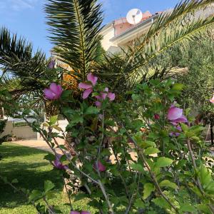 eine Pflanze mit rosa Blumen vor einem Haus in der Unterkunft Villa Olive Grove Ferienhaus in Kroatien direkt am Meer nahe Zadar und Nin in Privlaka