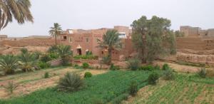 a house in the middle of a desert with palm trees at d'hôte Jnane-Dar Diafa in Tamgrout