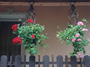 A garden outside Németh Vendégház