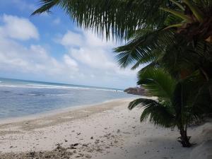 una playa con una palmera y el océano en Anse Kerlan Beach Chalets en Anse Kerlan