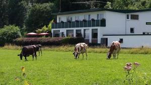 three cows grazing in a field in front of a house at WALDHOTEL in Dierdorf
