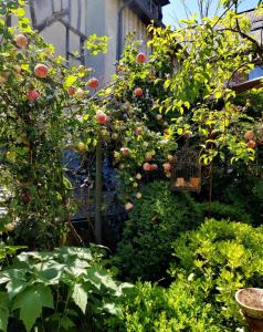 a garden filled with lots of plants and flowers at La Cour Sainte Catherine demeure de charme in Honfleur