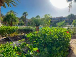 un jardin en face d'un bâtiment avec des palmiers et des plantes dans l'établissement La Primera Duna - Residencial Las Dunas, à Corralejo