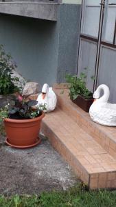 deux cygnes assis sur les marches d'une maison dans l'établissement Ivana, à Saborsko
