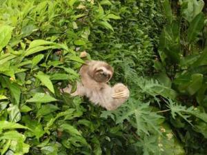 a baby monkey is climbing in a bush at Pacifico Colonial Condominiums in Manuel Antonio
