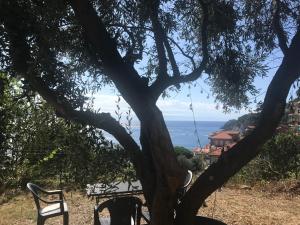 a tree with two chairs and a view of the ocean at Casa del sasso in Bergeggi