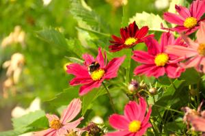 a group of pink flowers with a bee on them at Lizz Hotel Munich in Munich