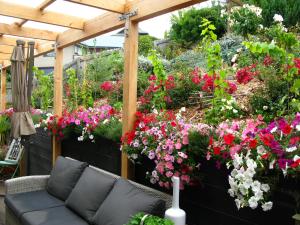 A garden outside Tempest on Wanaka