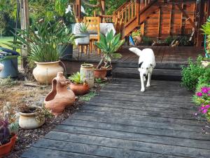 a dog standing on a wooden walkway with potted plants at kibbutz hatzor A room close to Ashdod in H̱aẕor Ashdod