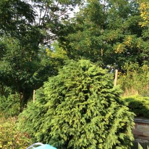 a large green bush in a garden at Apartments for Rent near Budapest in Etyek
