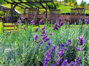 2 bancos de madera en un jardín con flores púrpuras en Apartments for Rent near Budapest, en Etyek