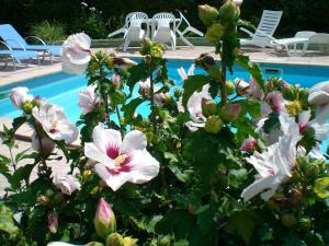 un bush avec des fleurs blanches à côté d'une piscine dans l'établissement Chambres d'Hôtes Le Clos des Senteurs, à Malemort-sur-Corrèze