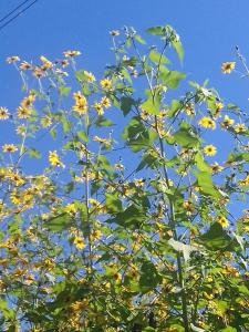 a tree with yellow flowers in front of a blue sky at Hostal San Pablo in Yala