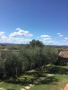 Agriturismo Borgo tra gli Olivi في كاستيجليون فيورنتينو: صف من اشجار الزيتون امام مبنى
