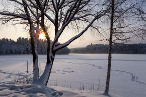two trees in the snow next to a body of water at Evon Luonto - Aulangon Rantahuvila in Hämeenlinna