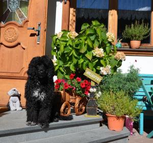 Domáce zviera alebo zvieratá hostí v ubytovaní Haus Sonnleiten