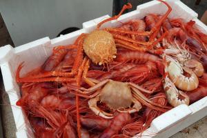 a container filled with lobsters and other seafood items at La casa di Ulisse 008055- LT0806 in Sanremo
