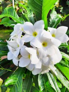 Galeriebild der Unterkunft Villa Bentota River View in Aluthgama