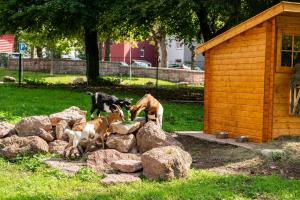Tiere im Hotel oder in der Nähe