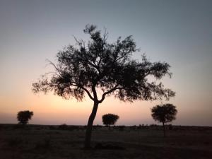 a tree in the middle of a field at Silent Sands Jaisalmer in Jaisalmer