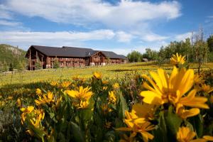 a field of yellow flowers in front of a barn at Daniels Summit Lodge in Wallsburg