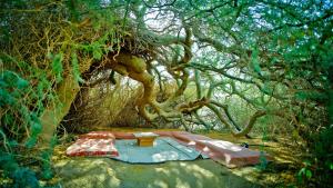 山林小屋周边自然景观