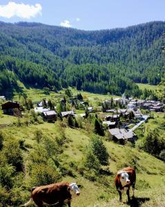 duas vacas em pé numa colina com uma aldeia ao fundo em Chez tonton em Aosta