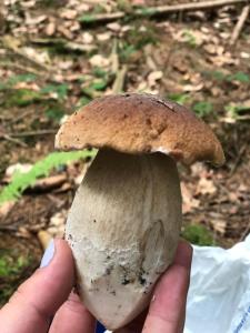 Billede fra billedgalleriet på Na szlaku i Zwardoń