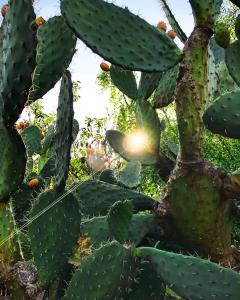 A garden outside Masseria Borgo del Gallo