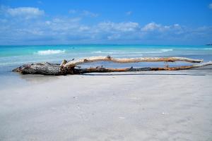 a tree branch laying in the water on a beach at Piccolo Hotel in Rosignano Solvay