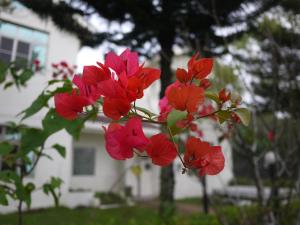 un grupo de flores rojas delante de una casa en Field House B&B en Yuli