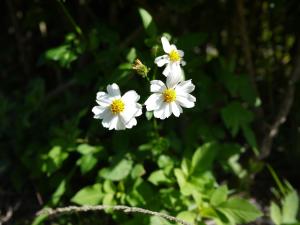 玉里鎮的住宿－田園民宿 ，灌木丛上的白色花