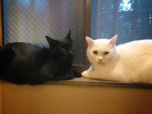 大阪市にあるMad Cat Hostel Osaka & Barの窓枠に座る白黒猫2匹