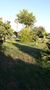 a field of grass with trees and a shadow on it at Casa Vacanze nel Verde a 5 Km dal mare in Nettuno