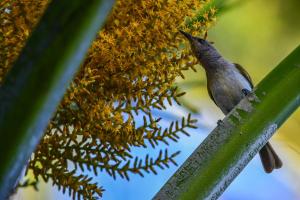 um pássaro sentado num galho de árvore ao lado de uma planta em Ash's Holiday Units em Karumba