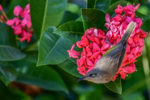 a small bird perched on a red flower at Ash's Holiday Units in Karumba