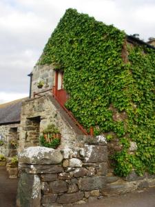 ein mit Efeu bewachsenes Gebäude mit einer roten Tür und einer Treppe in der Unterkunft Ystumgwern Luxury Barn Conversions in Dyffryn