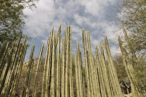 Foto Bernalis asuva majutusasutuse Casa de Cactus galeriist