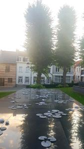 un laghetto pieno di imbottiture di gigli in un cortile di Het Begijnhof Tongeren Center a Tongeren