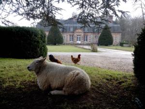 uma ovelha deitada na relva com galinhas em frente a uma casa em Chambres d'hôtes La Bourbelle em Neufmoutiers-en-Brie