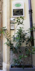 Eine Pflanze in einem Topf neben einer Wand in der Unterkunft Benso Rooms in La Spezia