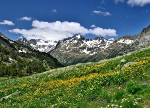 a field of flowers in front of a mountain at Hostal Casa Rosita in Eriste