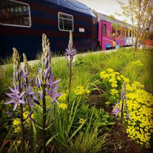 a garden with purple flowers next to a train at Train Lodge Amsterdam in Amsterdam