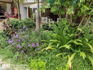 einen Garten mit lila Blumen und grünen Pflanzen in der Unterkunft Home Sweet Home in Siem Reap