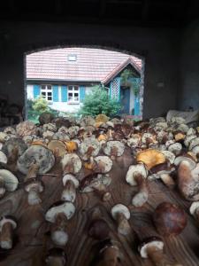 Gallery image of Dom w Puszczy in Kwiejce Nowe