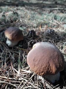 Gallery image of Dom w Puszczy in Kwiejce Nowe