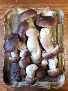 Gallery image of Dom w Puszczy in Kwiejce Nowe