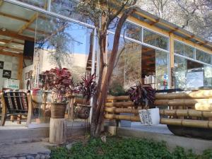 frente a una tienda con un árbol y ventanas en Hospedaje Rocha, en Ica